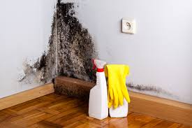 Why You Should Choose Our Mold Remediation Services in Princeton, IN